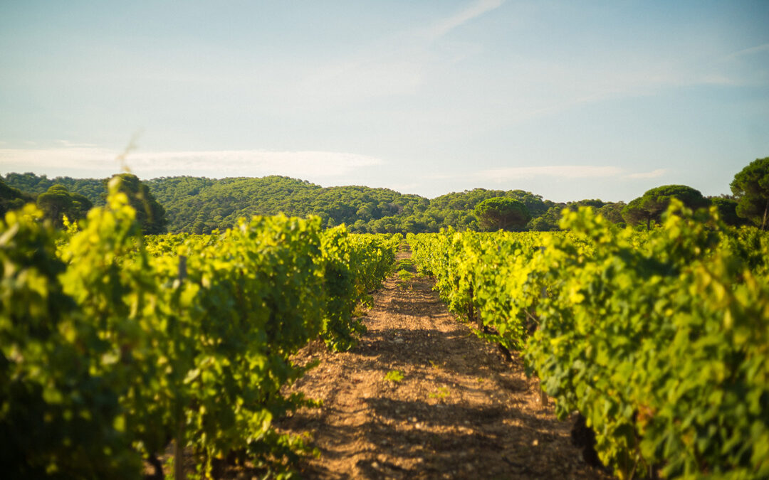 Miró Vermouth has renewed its commitment to the Global Compact for Sustainable Development and Social Responsibility