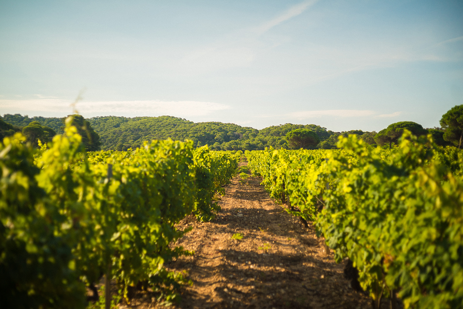 voyage-scenic-view-vineyard-against-sky Pacto Mundial